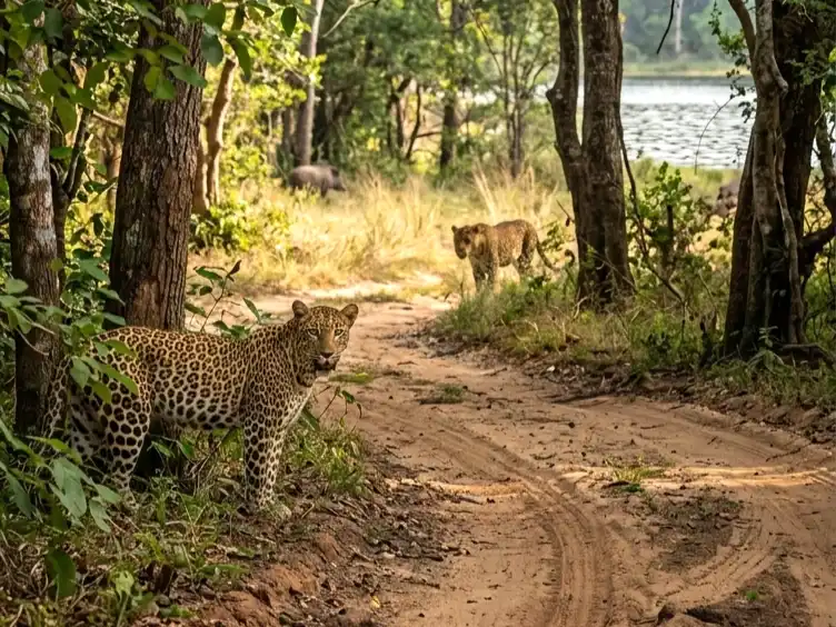 Wilpattu National Park – Sri Lanka wildlife safari and nature tour destination